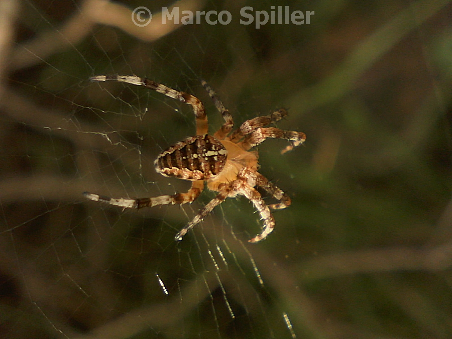 Araneus diadematus